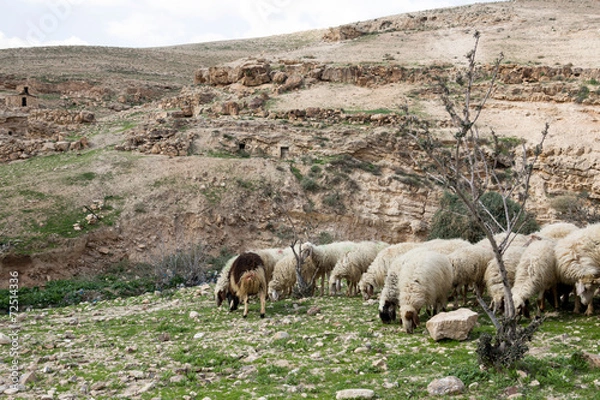 Obraz Sheep