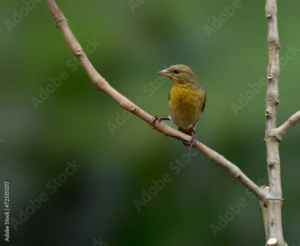Fototapeta Female Vitelline Masked Weaver on branch against green background