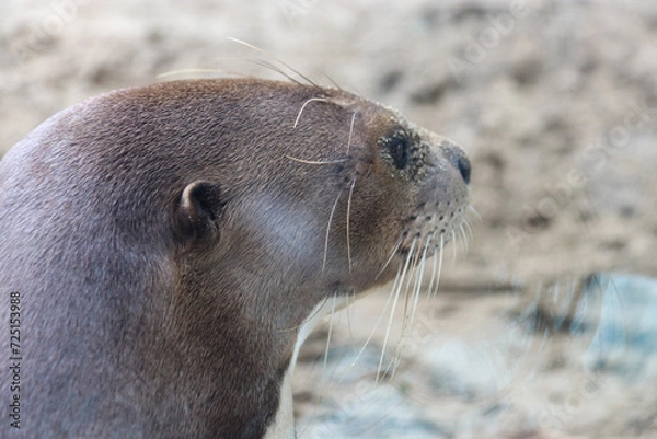 Obraz ANIMALES - ZOOLOGICO - NATURALEZA