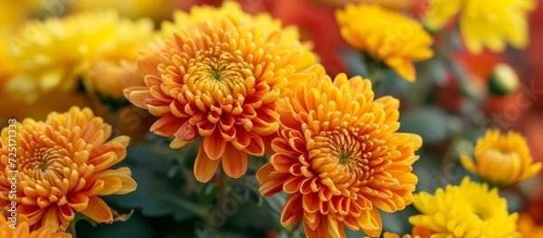 Obraz Yellow and orange chrysanthemums bloom on a farm, displaying vibrant colors and natural petal patterns with selective focus.