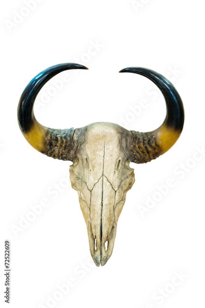 Fototapeta head skull of bull isolated with clipping path