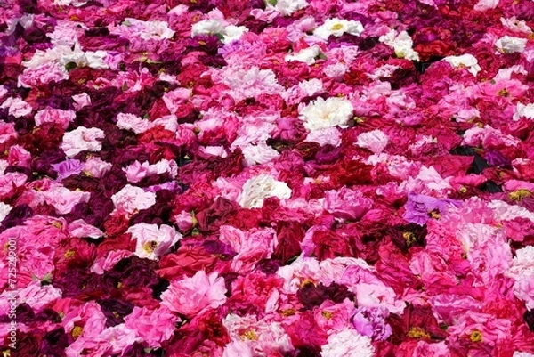 Obraz 牡丹　由志園　島根県