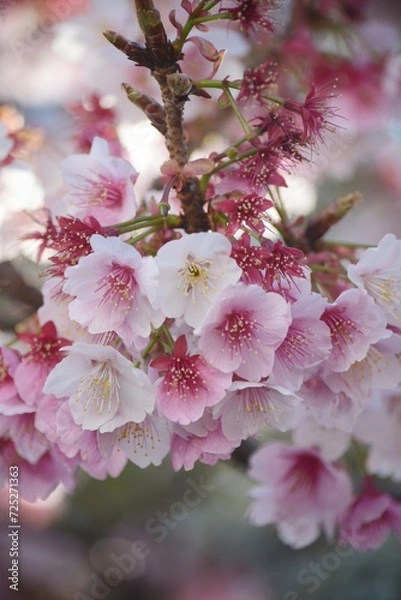 Obraz 寒桜のアップ