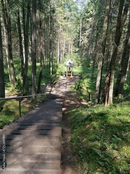 Obraz Nature. Forest track.