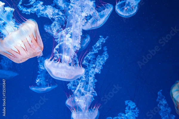 Obraz クリサオラ・プロカミア