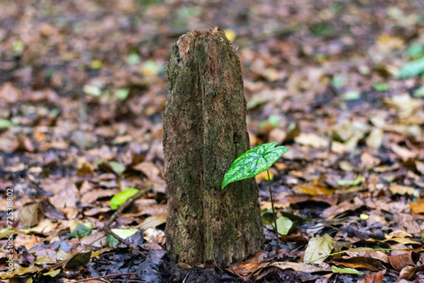 Fototapeta Termites destroyed the tree. Tree stump in the forest