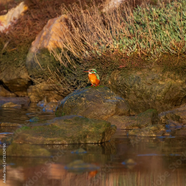 Obraz A kingfisher looking for food on a stone