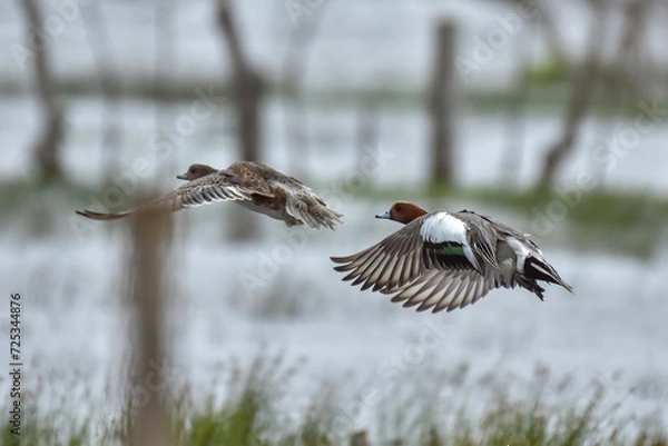 Fototapeta Eurasian wigeon is a beautiful duck