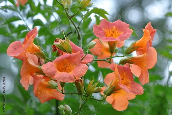 Fototapeta 森の木に垂れ下がる