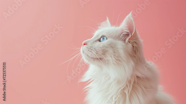 Fototapeta Wallpaper Featuring a Gorgeous White Fluffy Cat in Profile with Striking Blue Eyes, Set Against a Soft Pink Background, Creating a Serene and Elegant Atmosphere for Feline Enthusiasts