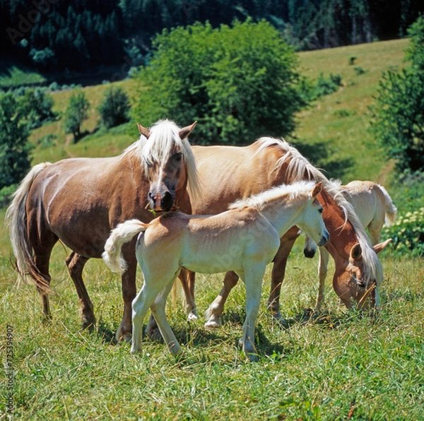 Obraz Haflinger