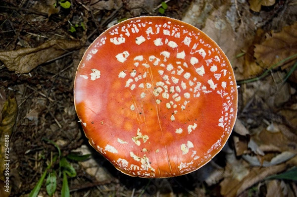 Obraz Amanita muscaria