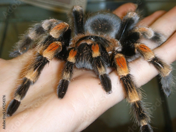 Fototapeta Red knee tarantula.
