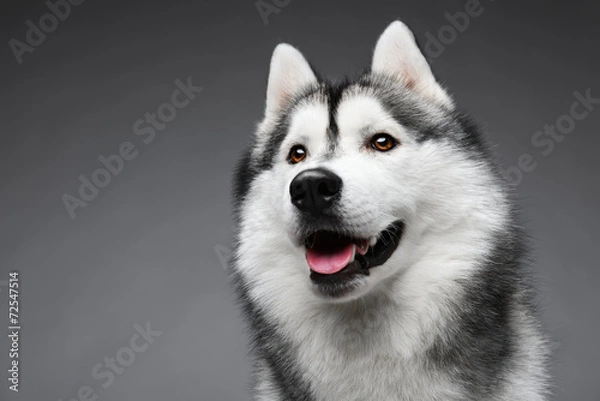 Obraz Portrait of siberian husky on gray background