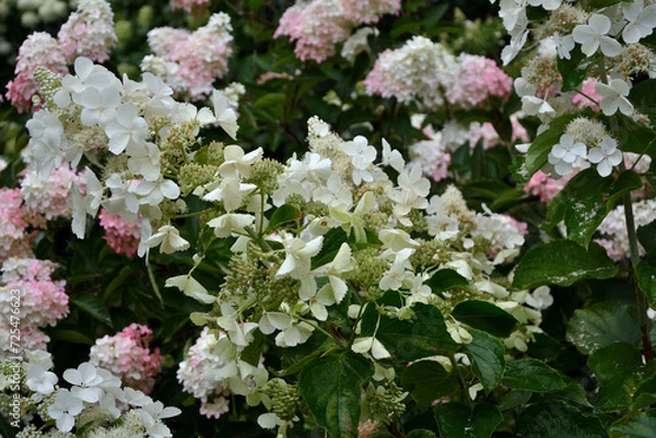 Fototapeta Lush inflorescences of hydrangea arboreal and hydrangea paniculata,