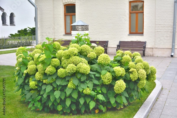 Fototapeta A lush shrub of large-flowered hydrangea garden