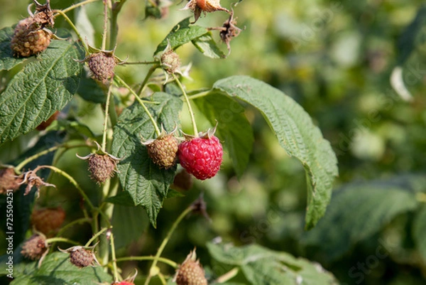 Fototapeta Ripe and unripe raspberry in the fruit garden. Growing natural bush of raspberry. Branch of raspberry in sunlight..
