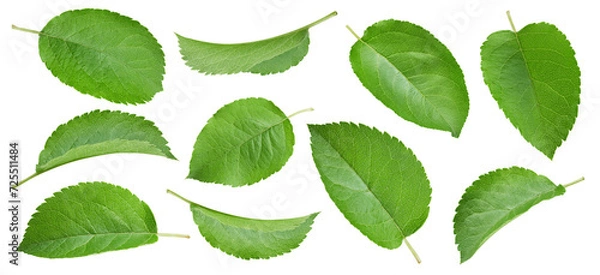 Obraz Apple leaf isolated clipping path