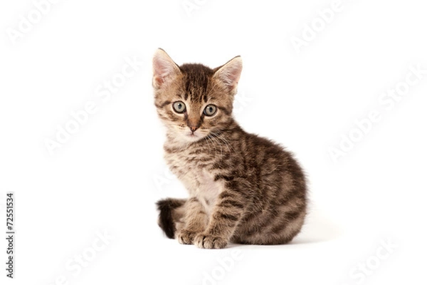 Fototapeta Katzenbaby