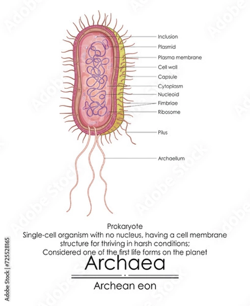 Fototapeta Archaea are considered one of the first life forms on the planet, simple single-cell organisms without a nucleus. They have a special cell membrane that helps them thrive in tough conditions.