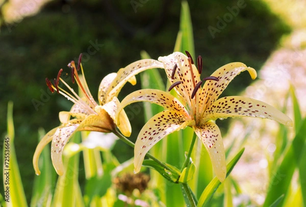 Fototapeta yellow tiger Lily with raindrops on the petals in the garden