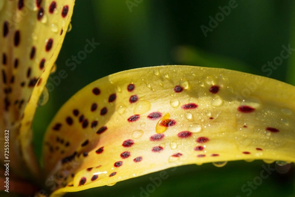 Fototapeta Petal of a yellow tiger lily with raindrops on a background of green grass in a summer garden.