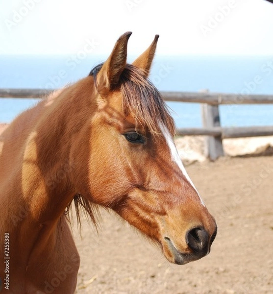 Obraz eye and eyelash horses