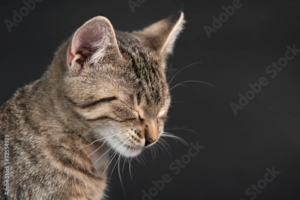 Fototapeta Katze mit geschlossenen Augen