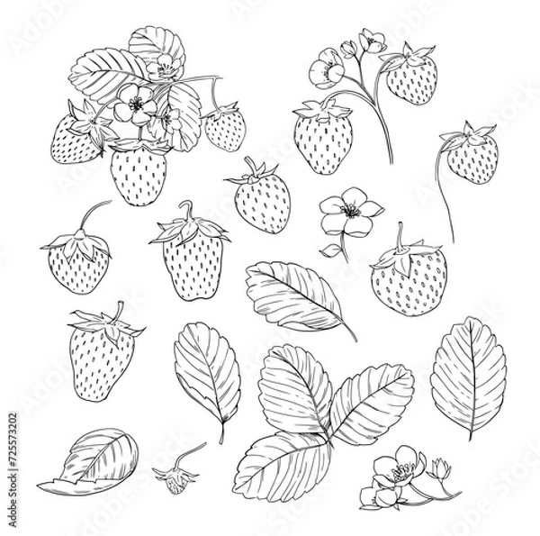 Obraz Strawberries, berries, set of realistic sketches, vector illustrations, hand drawn, black outline on a transparent background