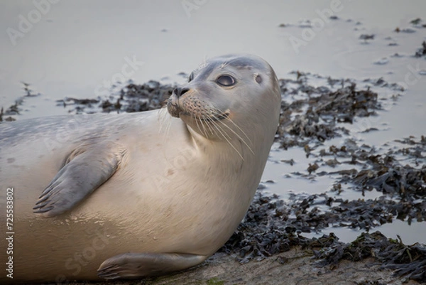 Obraz Phoque commun Veau-marin
