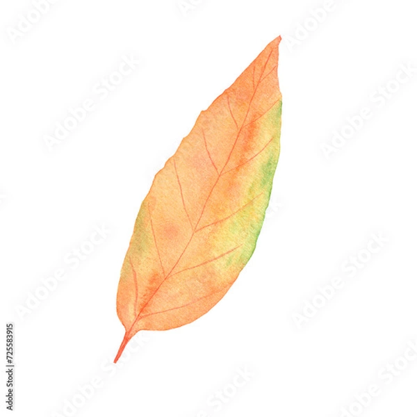 Obraz Watercolor autumn leaf. Botanical autumn illustration. Isolated object on a white background.