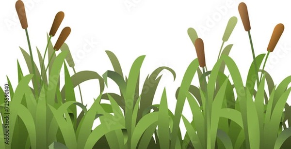 Fototapeta Reeds are growing. Grass densely green. Summer coastal landscape. Bank of river or lake. Cartoon fun style. Flat design. Isolated on white background. Vector