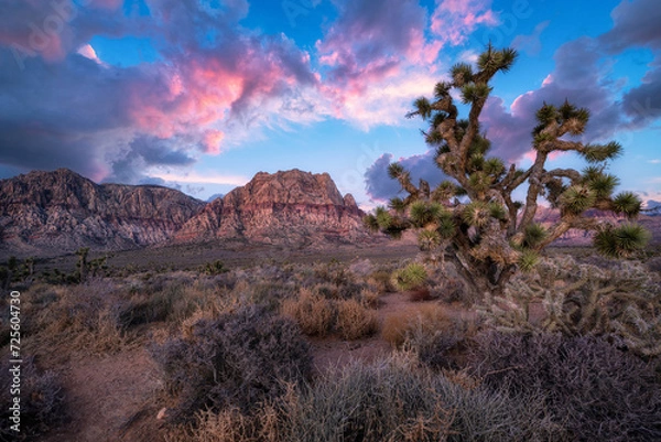 Obraz Dawn colors over Spring Mountain Range and a Joshua Tree in Red Rock Nevada 