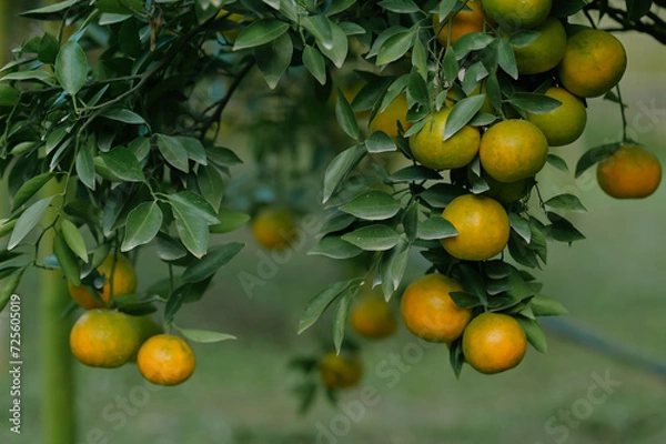 Fototapeta Oranges grow on fruit trees in lush orchards.