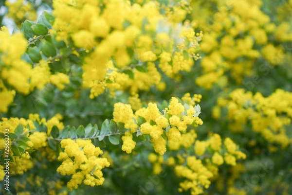 Fototapeta Mimosa tree with bunches of fluffy tender flowers of it. Background of yellow mimosa tree. Concept of holidays and mimosa flower decoration. Spring, Womens day, Easter greeting card. Nature background
