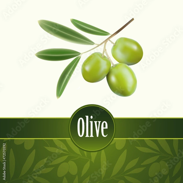 Obraz Olive oil.Vector decorative olive branch. For labels, pack.
