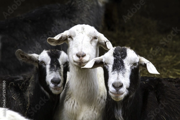 Obraz Three Goats