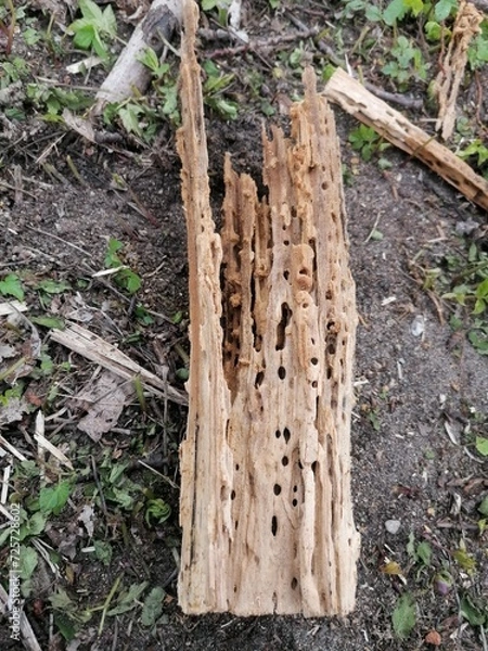 Obraz Someone's house in a tree (2)