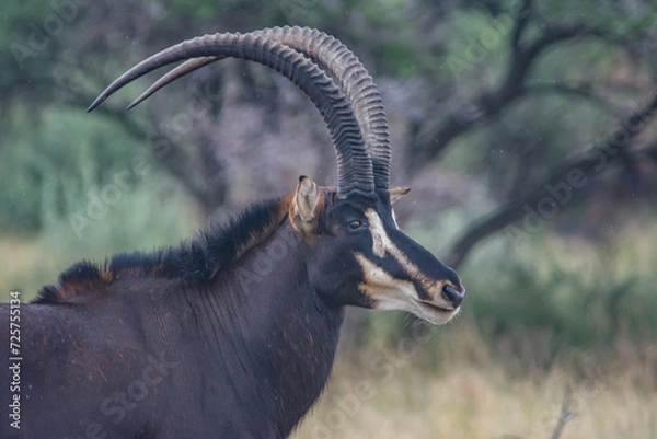 Obraz male sable antelope side view