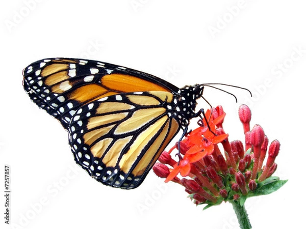 Fototapeta Monarcha.