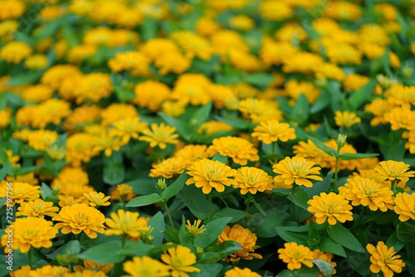 Fototapeta yellow flowers background