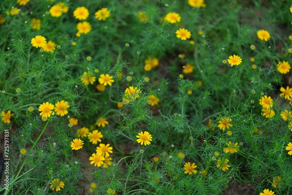 Obraz yellow daisy in the grass