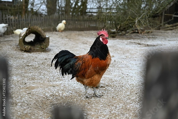 Obraz Ein Hahn der Rasse Vorwerk draussen im Winter
