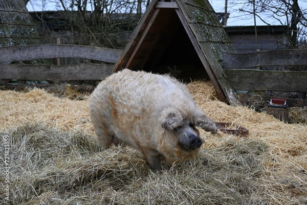 Obraz White woolly pig on a farm outside