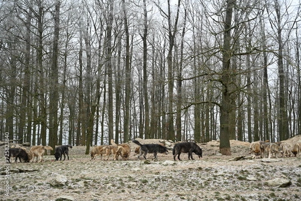 Obraz Pack of canadian timber wolfs in forest in winter