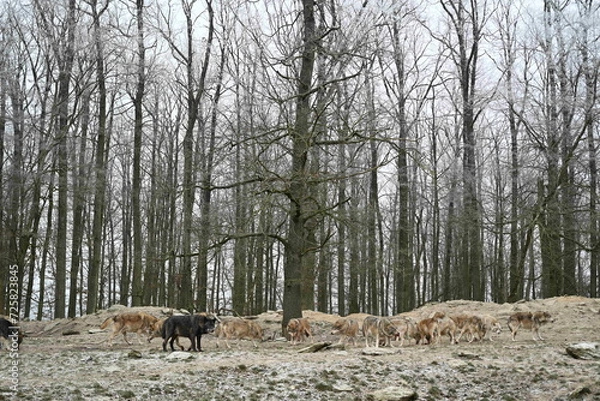 Obraz Pack of canadian timber wolfs in forest in winter