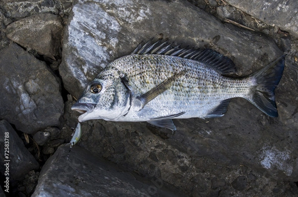 Fototapeta 釣り上げたミナミクロダイ