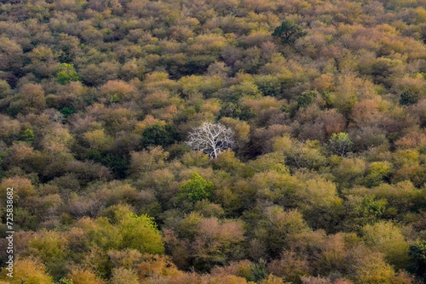Obraz Rathambore National Park 