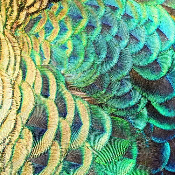 Obraz Green Peacock feathers