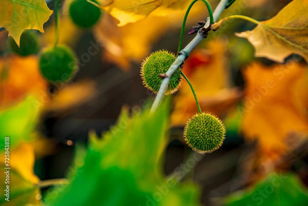 Fototapeta plane tree fruit surrounded by a contour line